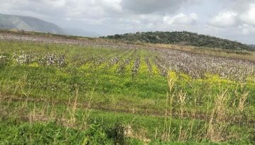 Ρεκόρ στις εξαγωγές και στα τελικά αποθέματα βαμβακιού της Βραζιλίας