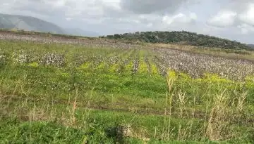 &Rho;&epsilon;&kappa;ό&rho; &sigma;&tau;&iota;&sigmaf; &epsilon;&xi;&alpha;&gamma;&omega;&gamma;έ&sigmaf; &kappa;&alpha;&iota; &sigma;&tau;&alpha; &tau;&epsilon;&lambda;&iota;&kappa;ά &alpha;&pi;&omicron;&theta;έ&mu;&alpha;&tau;&alpha; &beta;&alpha;&mu;&beta;&alpha;&kappa;&iota;&omicron;ύ &tau;&eta;&sigmaf; &Beta;&rho;&alpha;&zeta;&iota;&lambda;ί&alpha;&sigmaf;