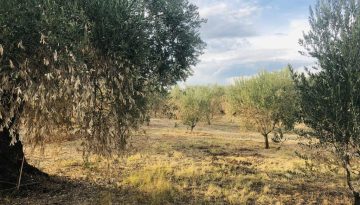 Ρημάζουν ελαιώνες, καμιά πρωτοβουλία-στήριξη από την πολιτεία