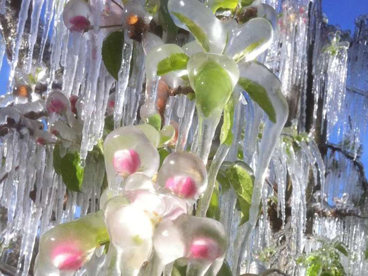 Ροδοχώρι: Στο «κόκκινο» οι αγρότες για τις αποζημιώσεις παγετού – «Δεν θα ζούμε με φήμες»