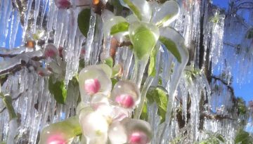 Ροδοχώρι: Στο «κόκκινο» οι αγρότες για τις αποζημιώσεις παγετού – «Δεν θα ζούμε με φήμες»