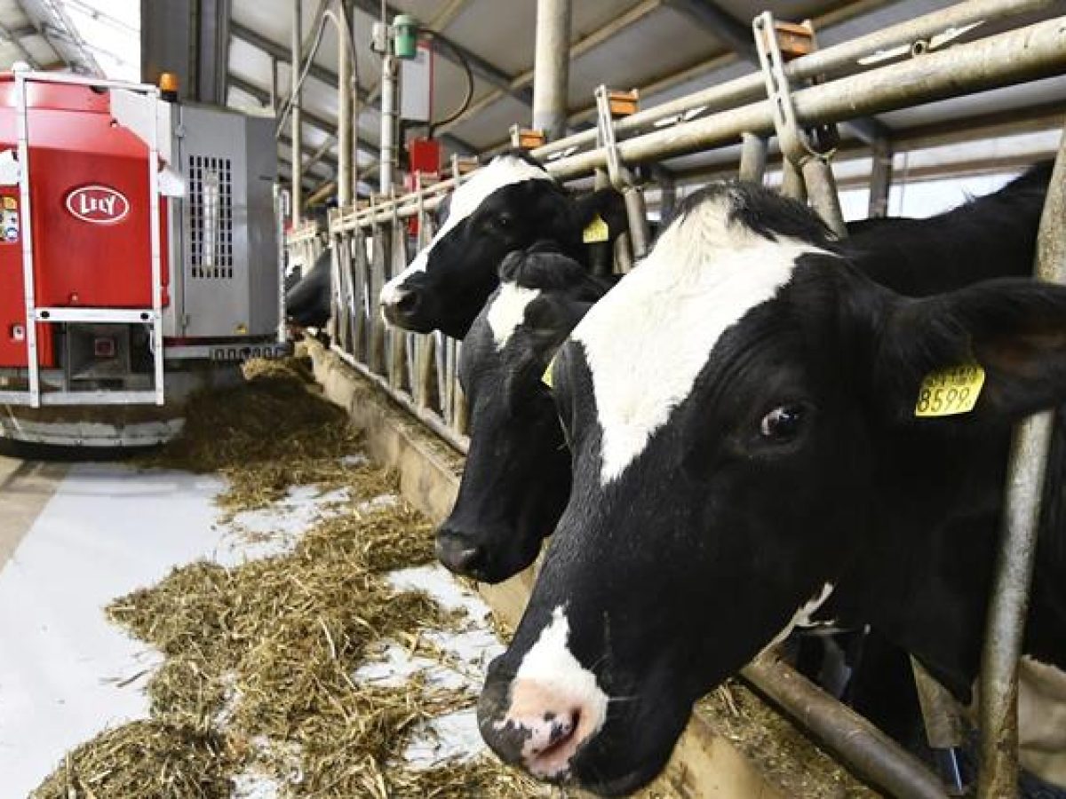 Ρομποτική, δεδομένα και γάλα: Η χρονιά που η Lely έγραψε 1 δισ. ευρώ στην ευρωπαϊκή γεωργία