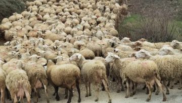 Σχέδια Βελτίωσης χωρίς αγορά ζώων