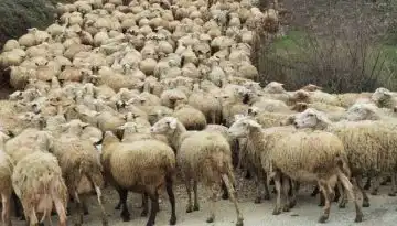 &Sigma;&chi;έ&delta;&iota;&alpha; &Beta;&epsilon;&lambda;&tau;ί&omega;&sigma;&eta;&sigmaf; &chi;&omega;&rho;ί&sigmaf; &alpha;&gamma;&omicron;&rho;ά &zeta;ώ&omega;&nu;