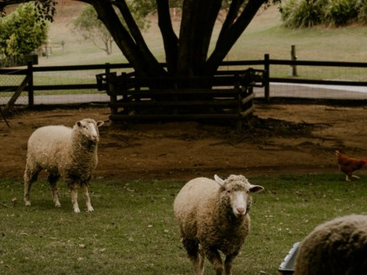 Σχεδόν μισό εκατομμύριο θανατώσεις προβάτων λόγω ευλογιάς – Σε απόγνωση οι κτηνοτρόφοι