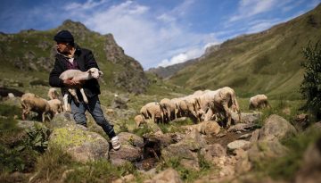 Σε ένα πρότυπο φάρμας πρέπει να συγκλίνει η προβατοτροφία