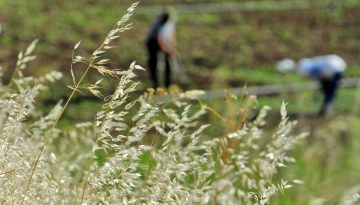 Σε πτωτική πορεία οι παγκόσμιες τιμές τροφίμων τον Ιανουάριο