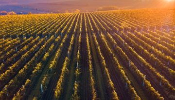 ΣΕΟ και ΕΝΟΑΒΕ: Προστασία της ΠΓΕ «Μακεδονία» στη διεθνή έκθεση Wine Paris 2026