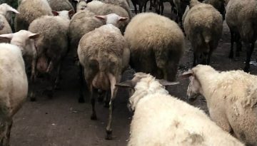 «Συγκρότηση Εθνικού Κέντρου Ελέγχου Νοσημάτων»