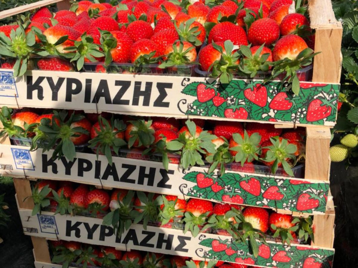 Σημαντική αγοραπωλησία στον τομέα της ελληνικής φράουλας