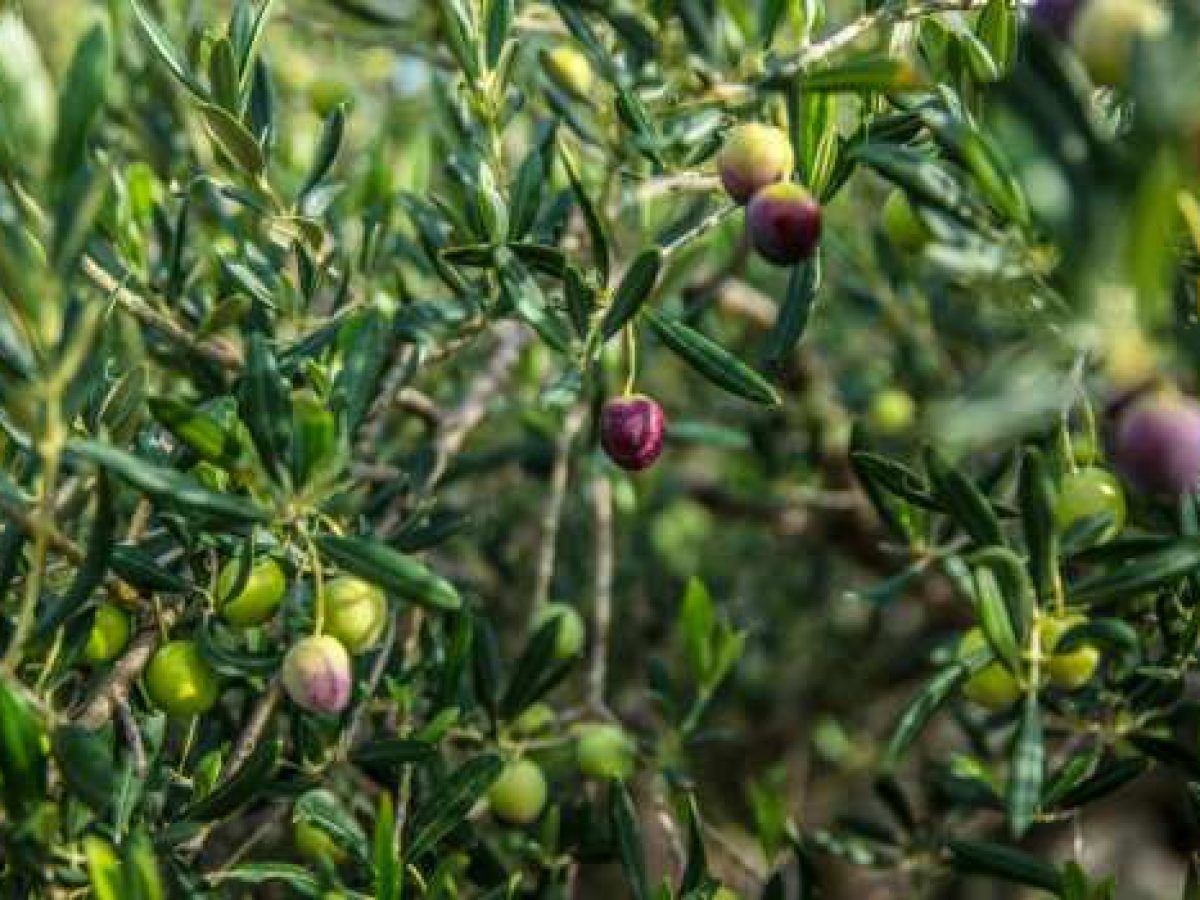 Συμφωνία ΕΕ-ΙΝΔΙΑ: Διασφάλιση συμπερίληψης της επιτραπέζιας ελιάς στα οφέλη των εμπορικών συμφωνιών