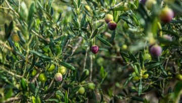 Συμφωνία ΕΕ-ΙΝΔΙΑ: Διασφάλιση συμπερίληψης της επιτραπέζιας ελιάς στα οφέλη των εμπορικών συμφωνιών