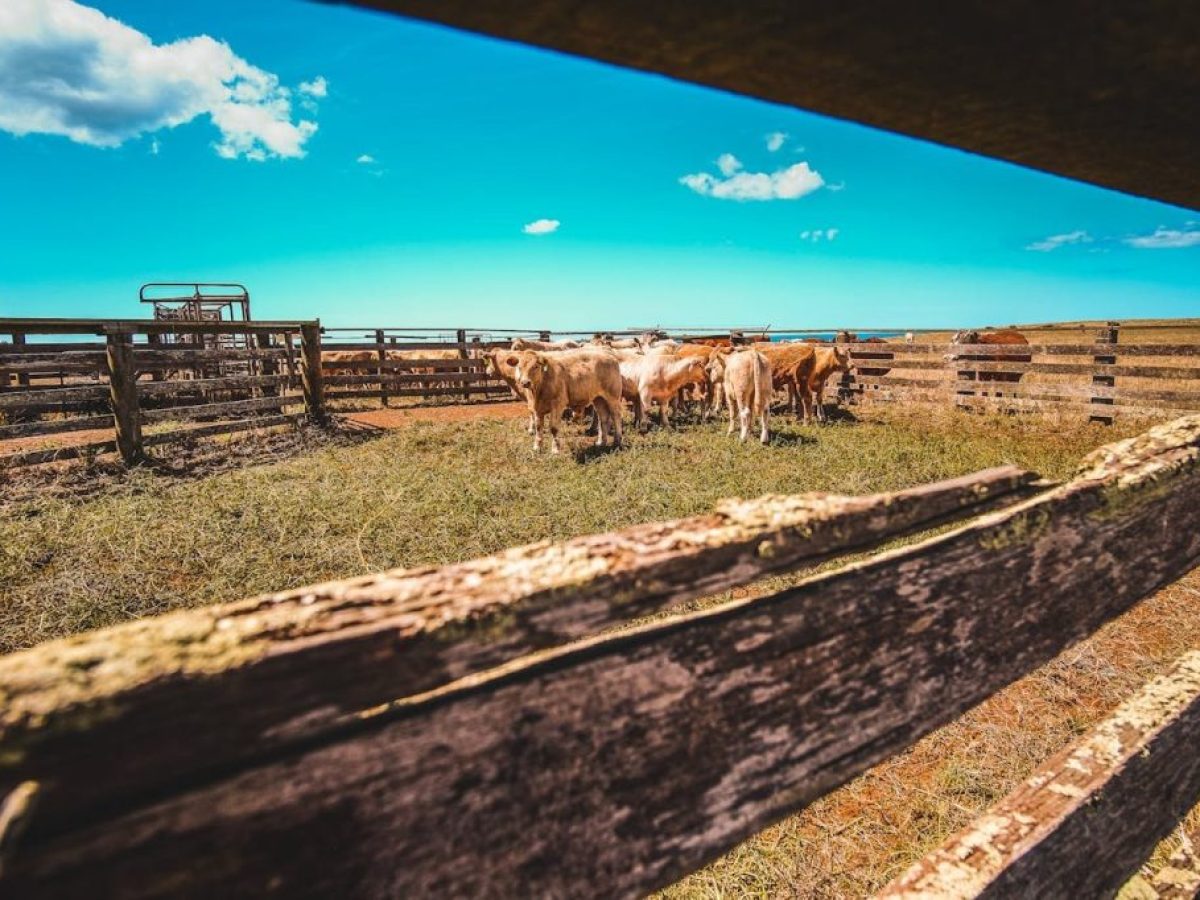 Συμπληρωματική ενίσχυση 40 ευρώ ανά επιλέξιμο ζώο για τις σφαγές βοοειδών