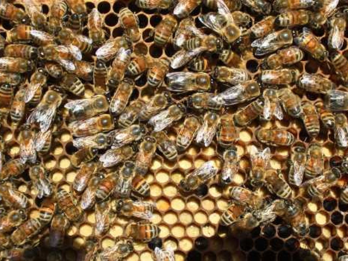 Σύνθεση νέου ΔΣ του Σωματείου «Κοινότητα Βιολογικής Μελισσοκομίας»