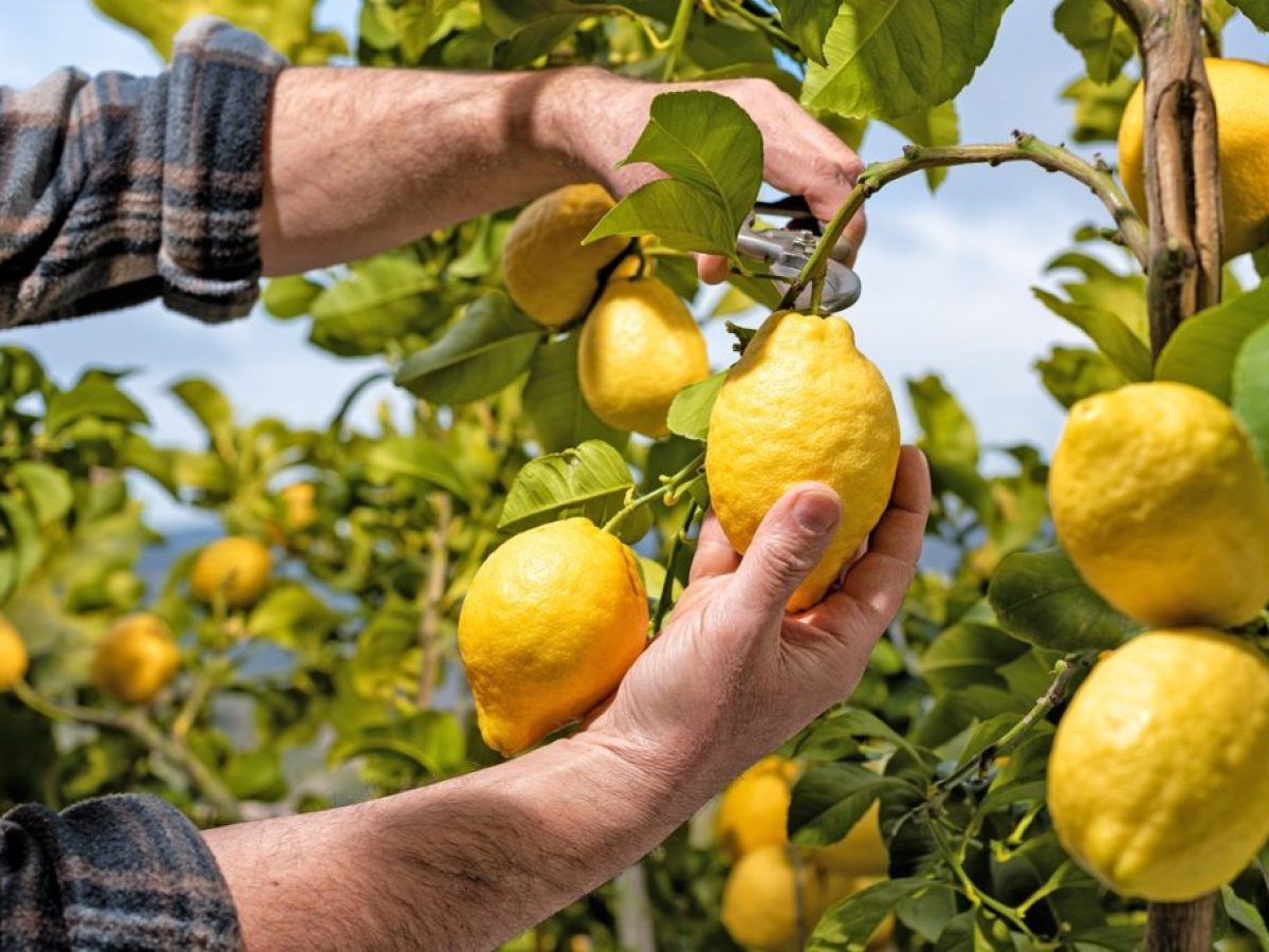 Στα ύψη η τιμή του λεμονιού στην Κορινθία και στην Αργολίδα