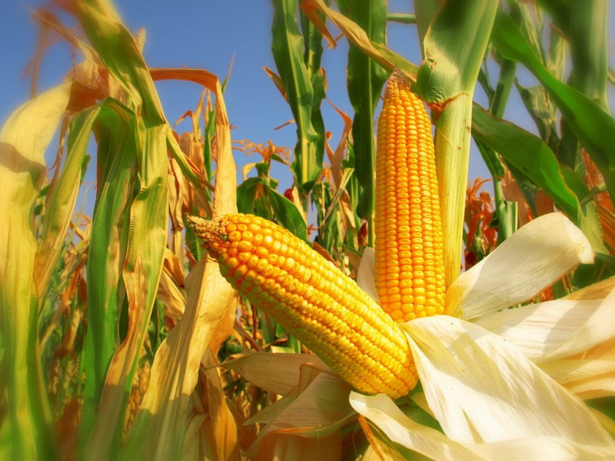 Σταθερά επίπεδα στην καλλιέργεια καλαμποκιού
