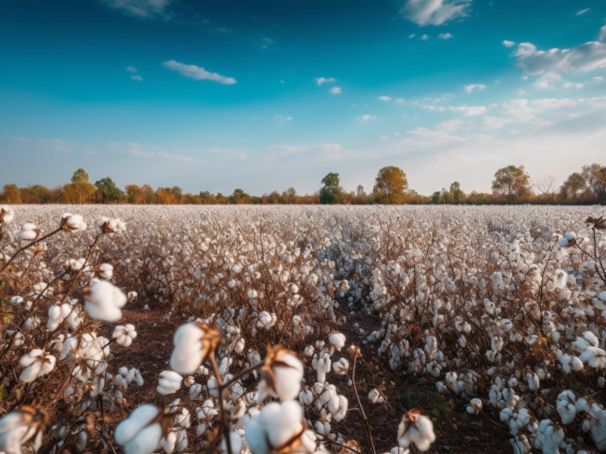 Στη Λάρισα η 2η εσπερίδα της ΔΟΒ για το παρόν και το μέλλον της ελληνικής βαμβακοκαλλιέργειας