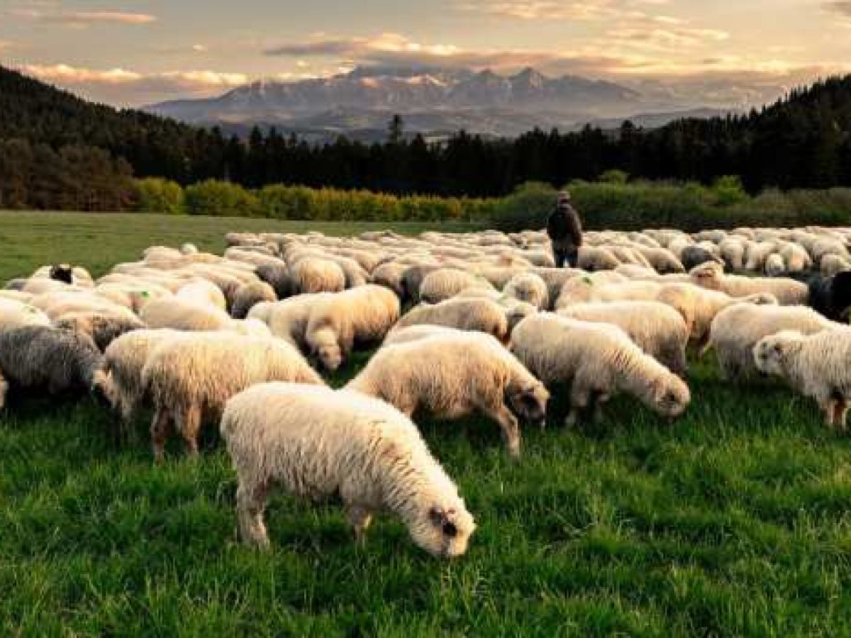 Στρατιωτικοί κτηνίατροι στη μάχη κατά της ευλογιάς αιγοπροβάτων