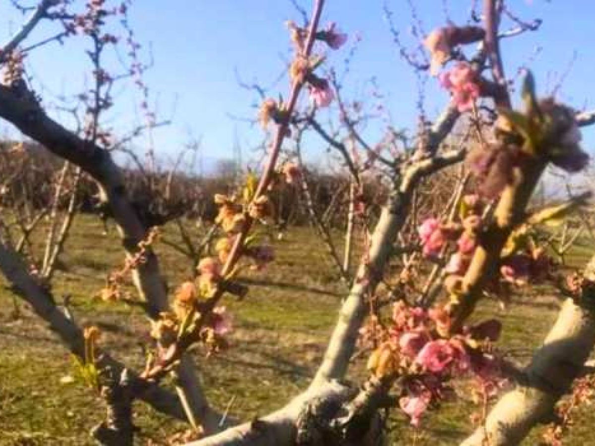 Τέλος Φλεβάρη και νέα πληρωμή ΕΛΓΑ – Πότε ολοκληρώνονται οι πληρωμές για τους παγετούς της άνοιξης