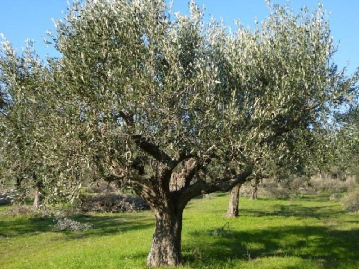 Το ελαιόλαδο της Κρήτης εξακολουθεί να  αποτελεί υγρό χρυσό-λιγότερη παραγωγή αλλά αυξανόμενη ζήτηση ανά τον κόσμο| απαιτ