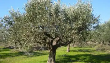 &Tau;&omicron; &epsilon;&lambda;&alpha;&iota;ό&lambda;&alpha;&delta;&omicron; &tau;&eta;&sigmaf; &Kappa;&rho;ή&tau;&eta;&sigmaf; &epsilon;&xi;&alpha;&kappa;&omicron;&lambda;&omicron;&upsilon;&theta;&epsilon;ί &nu;&alpha;  &alpha;&pi;&omicron;&tau;&epsilon;&lambda;&epsilon;ί &upsilon;&gamma;&rho;ό &chi;&rho;&upsilon;&sigma;ό-&lambda;&iota;&gamma;ό&tau;&epsilon;&rho;&eta; &pi;&alpha;&rho;&alpha;&gamma;&omega;&gamma;ή &alpha;&lambda;&lambda;ά &alpha;&upsilon;&xi;&alpha;&nu;ό&mu;&epsilon;&nu;&eta; &zeta;ή&tau;&eta;&sigma;&eta; &alpha;&nu;ά &tau;&omicron;&nu; &kappa;ό&sigma;&mu;&omicron;| &alpha;&pi;&alpha;&iota;&tau;