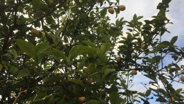 Το “μπαλάκι” από Τσιάρα στο Οικονομικών για το θέμα του ποσοστού ιδιοκτησίας Δημοσίου σε δασοκτήματα