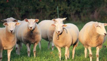 Τράπεζα Ζωικού Γενετικού Υλικού (ΤΖΓΥ):  Στρατηγική για την Οργάνωση και Λειτουργία της