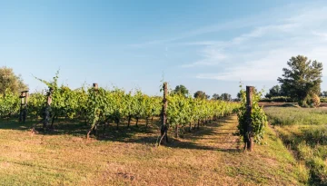 Τροποποίηση στην Παρέμβαση Αναδιάρθρωσης Αμπελώνων
