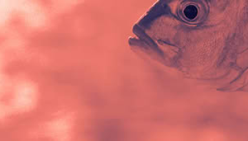 Βιομηχανικές υδατοκαλλιέργειες: Μύθοι οικονομικοί ;