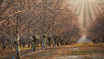 Βλαστικά στάδια και φυτοπροστασία της αμυγδαλιάς