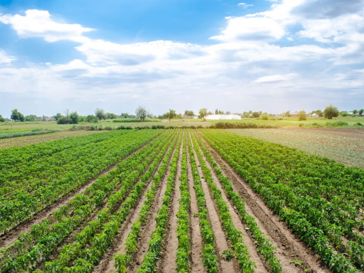 Άνοιγμα του ΟΣΔΕ στις 9 Φεβρουαρίου