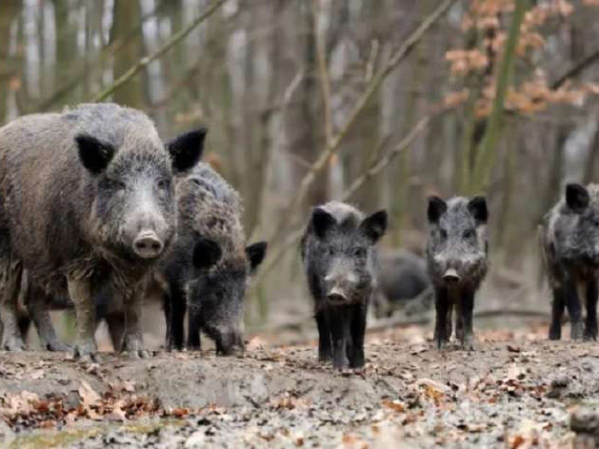 Αγριόχοιροι και αγροτικές ζημιές: Η ανάγκη για ελεγχόμενη παρέμβαση