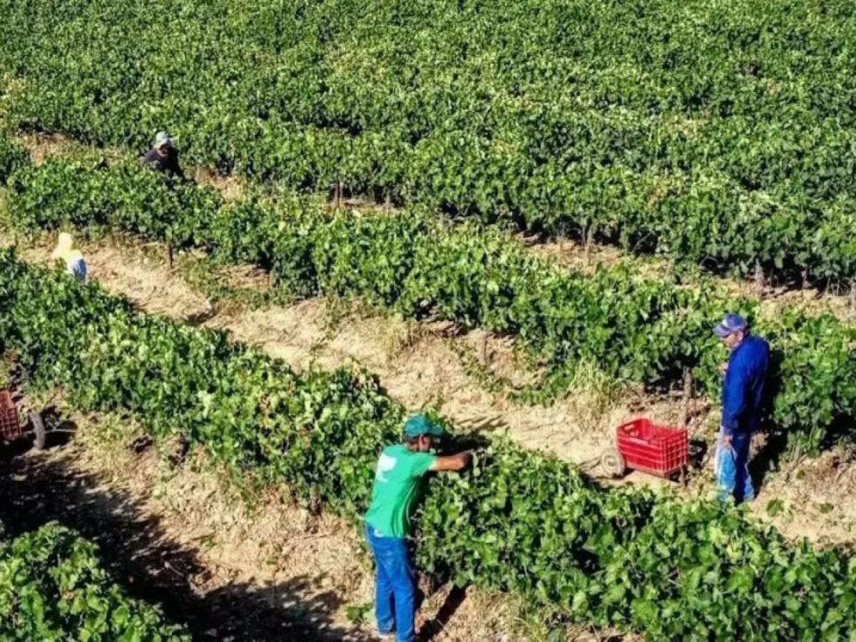 Αγρότες: Ξεμπλοκάρουν πληρωμές σε εκκρεμότητα για 100.000 ΑΦΜ – Την Δευτέρα ανοίγει η πλατφόρμα για διορθώσεις στοιχείων