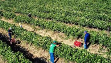 Αγρότες: Ξεμπλοκάρουν πληρωμές σε εκκρεμότητα για 100.000 ΑΦΜ – Την Δευτέρα ανοίγει η πλατφόρμα για διορθώσεις στοιχείων