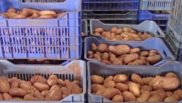 Αναπάντητα ερωτήματα για την τεράστια μείωση της εαρινής πατάτας στη Μεσσηνία