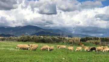 Ανησυχία κτηνοτρόφων για αθρόες εισαγωγές ενόψει Πάσχα