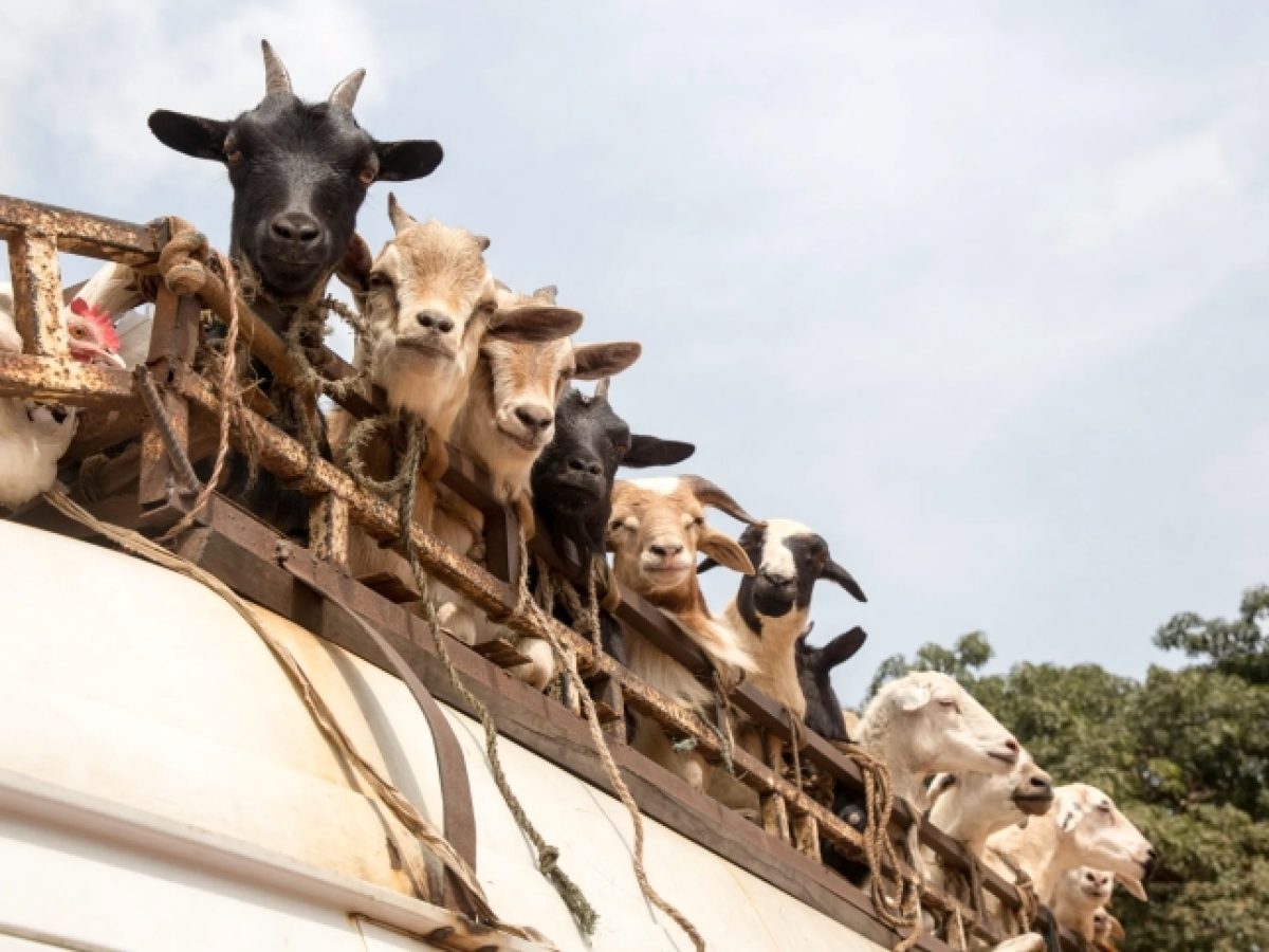 Απειλή για εισαγωγές αιγοπροβάτων