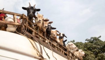 Απειλή για εισαγωγές αιγοπροβάτων