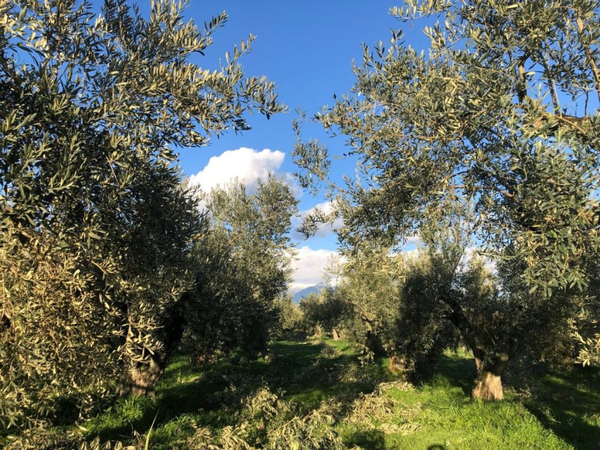 Απόφαση καθορισμού συνεχιζόμενης πράξης για το «Αρδευτικό έργο Ελαιώνα Άμφισσας Ν. Φωκίδας»