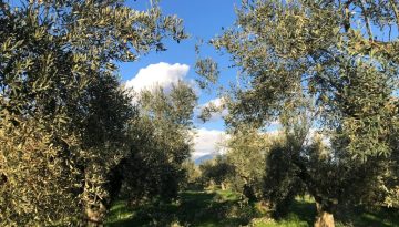 Απόφαση καθορισμού συνεχιζόμενης πράξης για το «Αρδευτικό έργο Ελαιώνα Άμφισσας Ν. Φωκίδας»