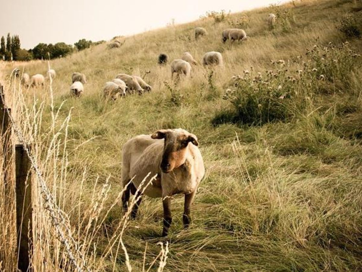 Αποκάλυψη – «βόμβα» από Κόκκαλη: Έγγραφο του ΟΠΕΚΕΠΕ δείχνει επιδοτήσεις σε 29.000 «κτηνοτρόφους» χωρίς παραγωγή!