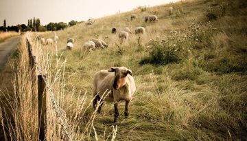Αποκάλυψη – «βόμβα» από Κόκκαλη: Έγγραφο του ΟΠΕΚΕΠΕ δείχνει επιδοτήσεις σε 29.000 «κτηνοτρόφους» χωρίς παραγωγή!