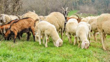 Αρχίζει η ενεργοποίηση ιδιωτών κτηνιάτρων για την ευλογιά