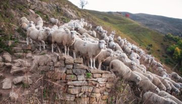 EQUALL – «Πρόγραμμα ενίσχυσης της Αιγοπροβατοτροφίας» από την Τράπεζα Πειραιώς