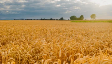 Eco-Schemes – Πριμ έως 94€ ανά στρέμμα στο σκληρό σιτάρι