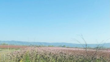 Χαλαζοπτώσεις σε διάφορα μέρη, ζημιές από παγετό πριν μερικές μέρες