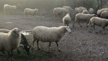 Χρονοδιάγραμμα καταβολής αποζημιώσεων για ζωονόσους