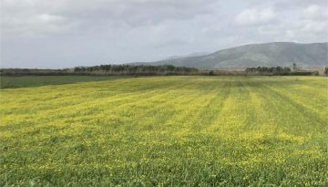 Δηλώσεις ζημιάς για χειμερινά σιτηρά όψιμης σποράς