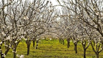 Δυο ξεχωριστές ανοιξιάτικες εκδηλώσεις με επίκεντρο τις ανθισμένες κερασιές της Πέλλας