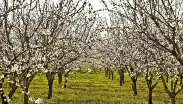 &Delta;&upsilon;&omicron; &xi;&epsilon;&chi;&omega;&rho;&iota;&sigma;&tau;έ&sigmaf; &alpha;&nu;&omicron;&iota;&xi;&iota;ά&tau;&iota;&kappa;&epsilon;&sigmaf; &epsilon;&kappa;&delta;&eta;&lambda;ώ&sigma;&epsilon;&iota;&sigmaf; &mu;&epsilon; &epsilon;&pi;ί&kappa;&epsilon;&nu;&tau;&rho;&omicron; &tau;&iota;&sigmaf; &alpha;&nu;&theta;&iota;&sigma;&mu;έ&nu;&epsilon;&sigmaf; &kappa;&epsilon;&rho;&alpha;&sigma;&iota;έ&sigmaf; &tau;&eta;&sigmaf; &Pi;έ&lambda;&lambda;&alpha;&sigmaf;